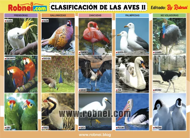 Clasificacion De Las Aves 2
